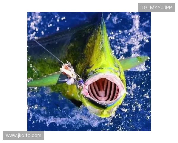 岱山海钓者意外发现：不同鱼类竟有独特 “语言”，百年渔谚暗藏声学密码